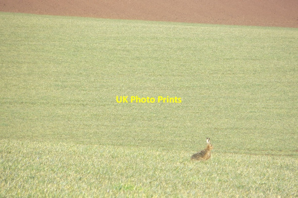 Photo 6"x4" Hare near Woodhall Dean Spott\/NT6775 c2015