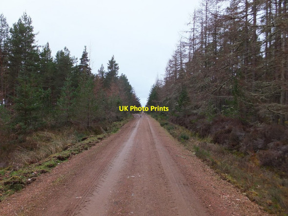 Photo 6"x4" Forest track, Millbuie Forest Killen\/NH6758 c2015