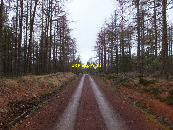 Photo 6"x4" Forest track, Millbuie Forest Killen\/NH6758 c2015 P1