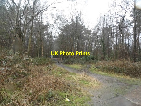 Photo 6"x4" Entrance to Ludshott Common Headley Down c2015