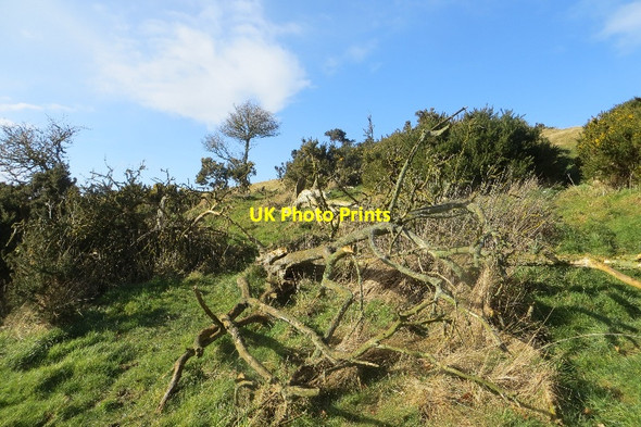 Photo 6"x4" Whins, Woodhall Dean Spott\/NT6775 c2015
