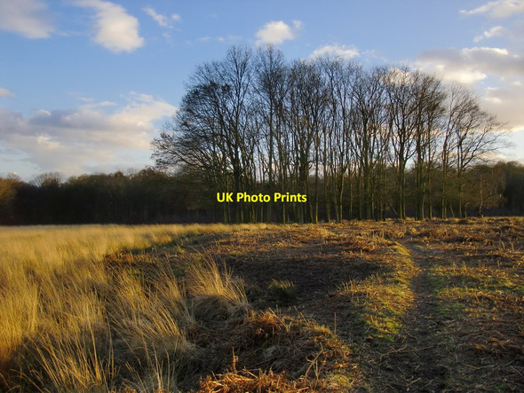 Photo 6"x4" View toward Tercentenary Plantation Kingston Upon Thames c2015