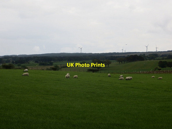Photo 6"x4" Sheep, Dykeneuk Auldhouse c2014