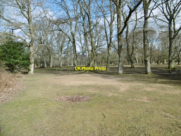 Photo 6"x4" Hollands Wood Campsite Balmerlawn c2015