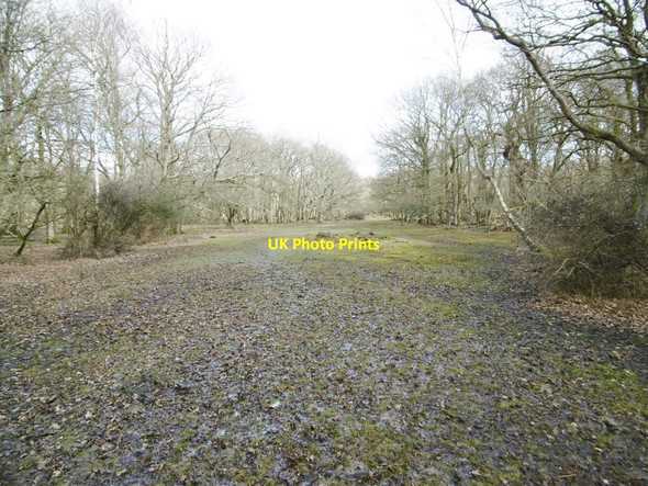 Photo 6"x4" Hollands Wood, forestry track Balmerlawn c2015