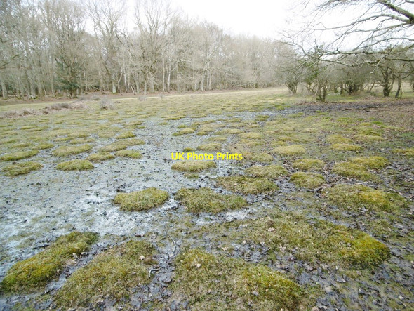 Photo 6"x4" Hollands Wood, hummocks Balmerlawn c2015