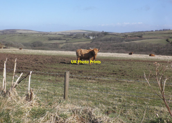 Photo 6"x4" Highland cattle near Cheriton Cheriton\/SS7346 c2015