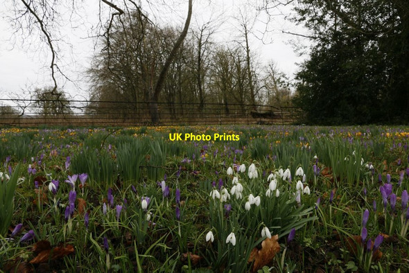 Photo 6"x4" Spring Flowers by the Drive Lacock c2015