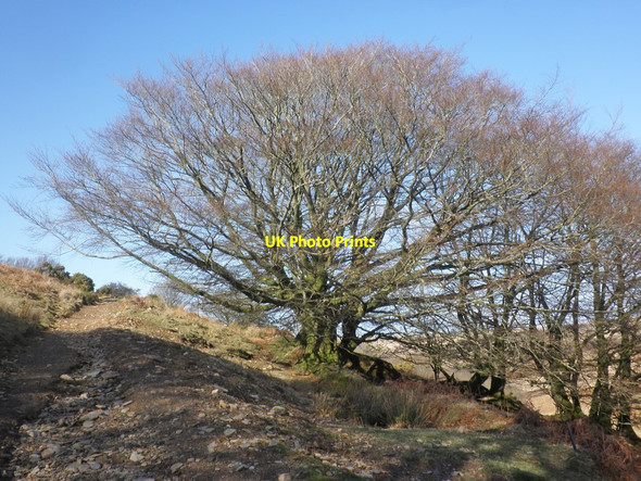 Photo 6"x4" Wind break near Hoaroak Bridge Ball c2015