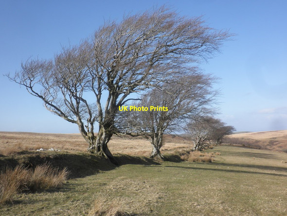 Photo 6"x4" Wind swept beech trees on Furzehill Common Bridge Ball c2015