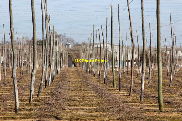 Photo 6"x4" Unused hop garden by Hatches Lane Little Mill\/TQ6548 c2015