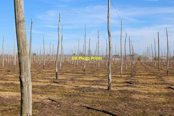 Photo 6"x4" Unused hop garden by Hatches Lane Little Mill\/TQ6548 c2015 P1