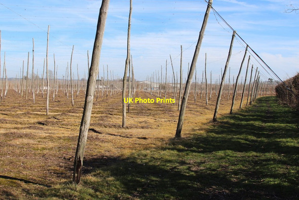 Photo 6"x4" Edge of hop field by Hatches Lane Little Mill\/TQ6548 c2015