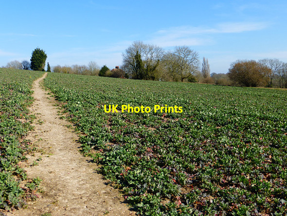 Photo 6"x4" Farmland, Thatcham Thatcham c2015