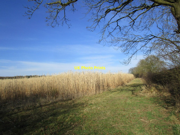 Photo 6"x4" Field of miscanthus close to Wood Farm Gautby c2015