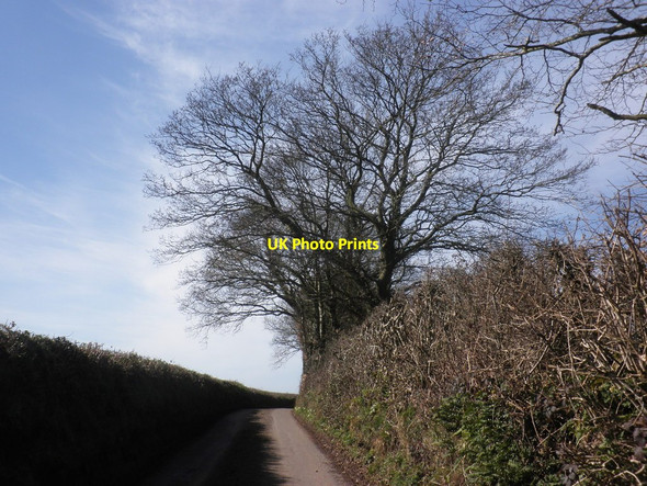 Photo 6"x4" Minor road to Bickleigh Butterleigh c2015