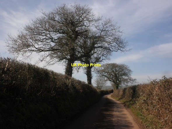 Photo 6"x4" The road to Bickleigh in early spring Bickleigh\/SS9407 c2015