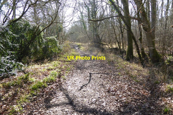 Photo 6"x4" Restricted byway through woodland Chineham c2015