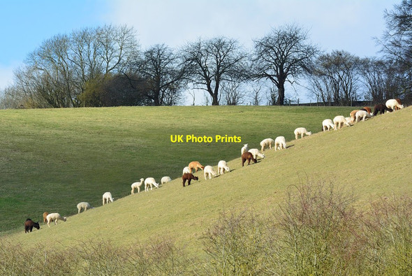 Photo 6"x4" Alpacas on the hillside of Boze Down, Oxfordshire Whitchurch-on-Thames c2015