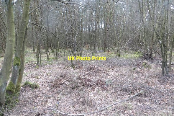 Photo 6"x4" Waas Plantation Culross c2015