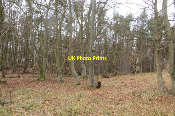 Photo 6"x4" Devilla Forest Kincardine\/NS9387 c2015