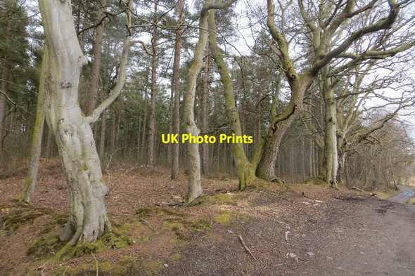 Photo 6"x4" Castle Hill Blairhall\/NT0089 c2015
