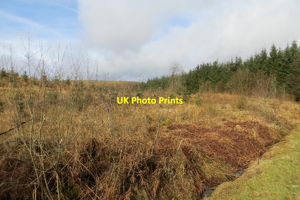 Photo 6"x4" Woodland, Bridgend Mid Murthat c2015