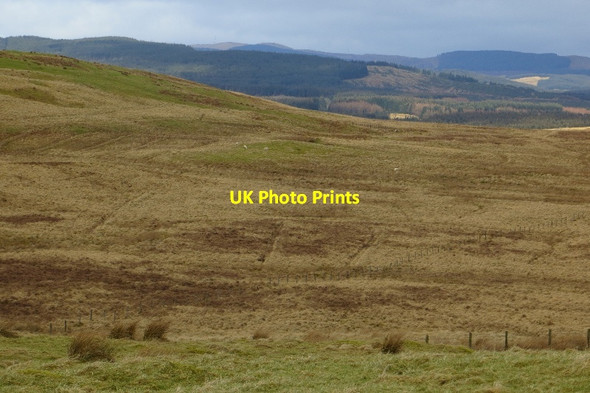 Photo 6"x4" Haw Moss Haw Moss c2015