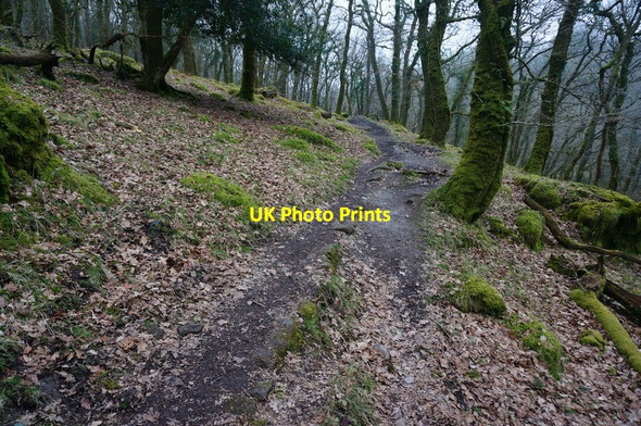 Photo 6"x4" Path in North Wood Shaugh Prior c2015