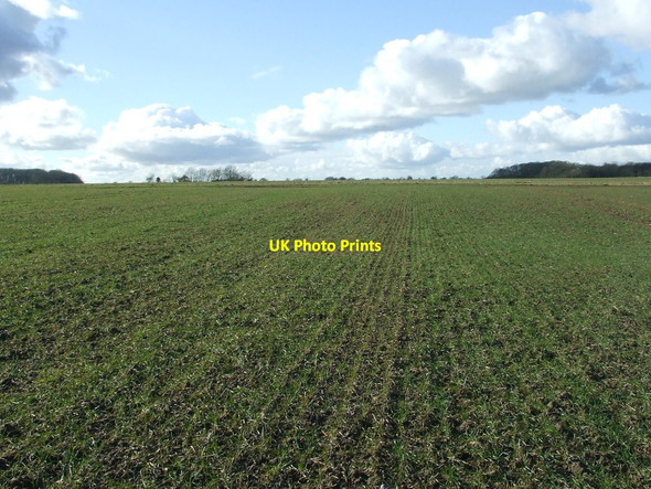 Photo 6"x4" Open Field Curlew Green c2015