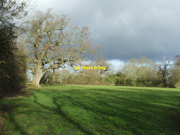 Photo 6"x4" Winter Trees North Green\/TM3966 c2015