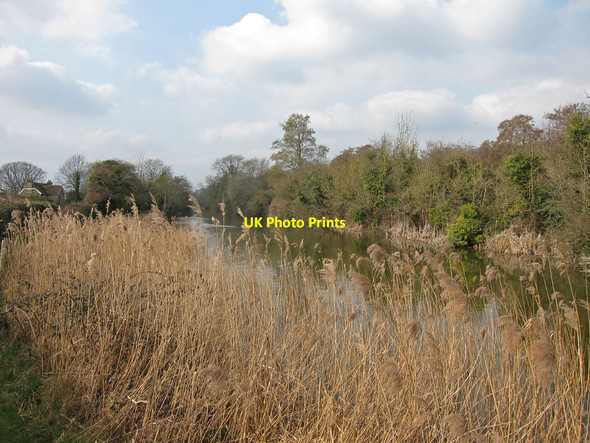 Photo 6"x4" Reeds by Royal Military Canal Hythe\/TR1634 c2015