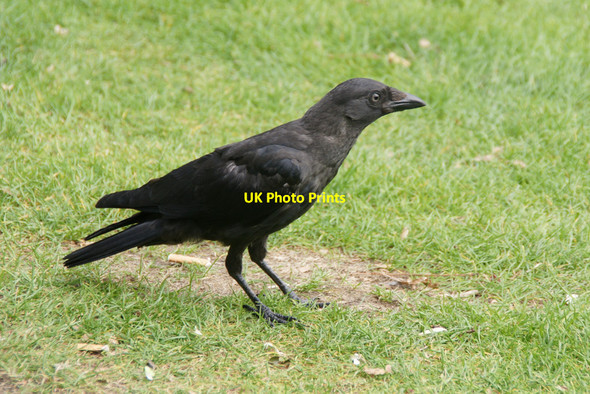 Photo 6"x4" Juvenile Jackdaw (Corvus monedula), Edinburgh Zoo Murrayfield\/NT2173 c2010