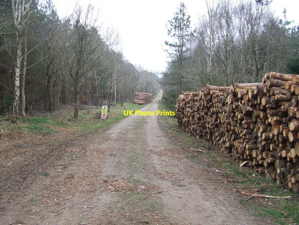 Photo 6"x4" Forest Track Sudbourne c2015