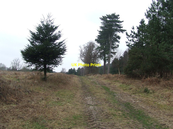 Photo 6"x4" Forest Track Sudbourne c2015 P1