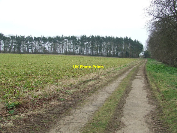 Photo 6"x4" Line Of Trees Orford\/TM4249 c2015