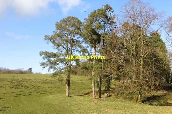 Photo 6"x4" Pines, Burrenrig Courance c2015