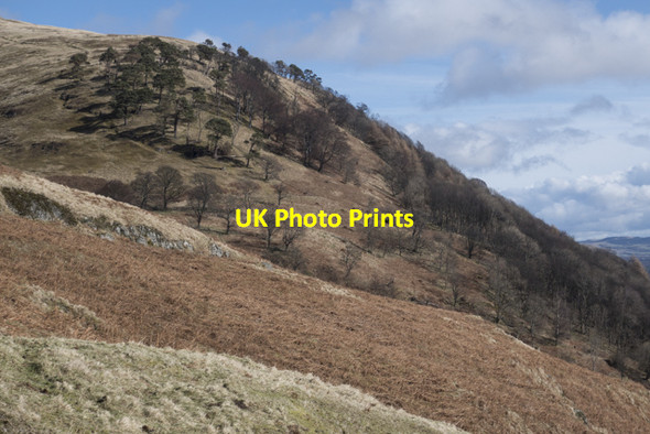 Photo 6"x4" View across the hillside to Wood Hill Wood Alva c2015