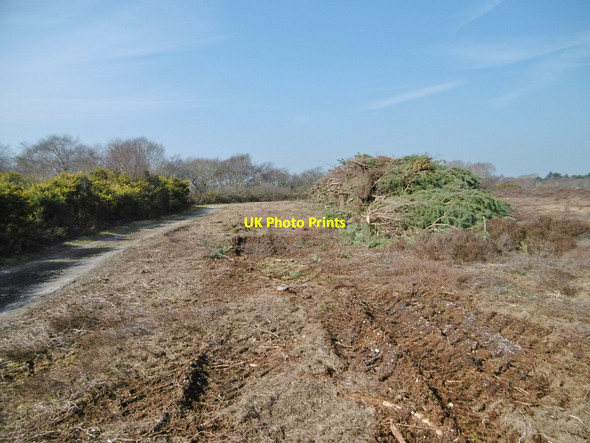 Photo 6"x4" Burton Common, conservation Godswinscroft c2015