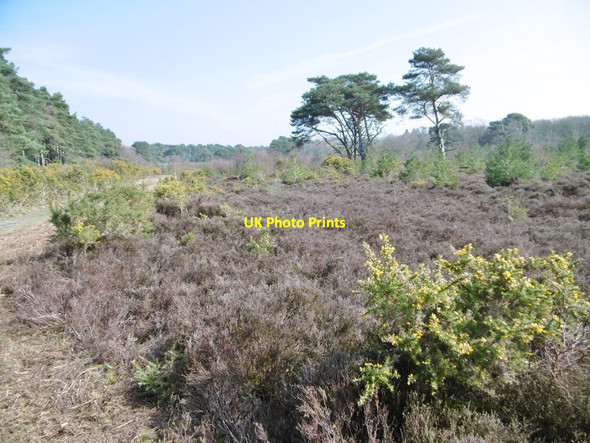 Photo 6"x4" Burton Common Godswinscroft c2015