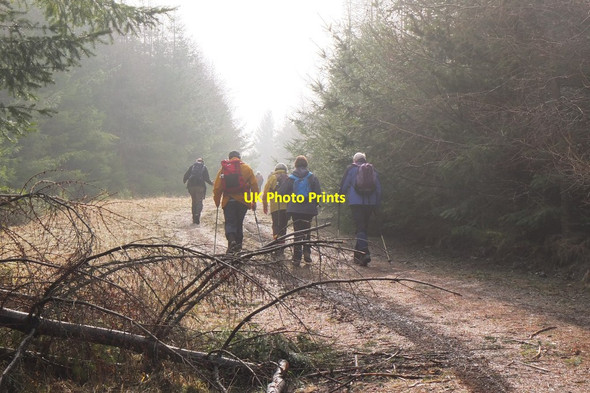 Photo 6"x4" Forest track, White Rig Rigg c2015