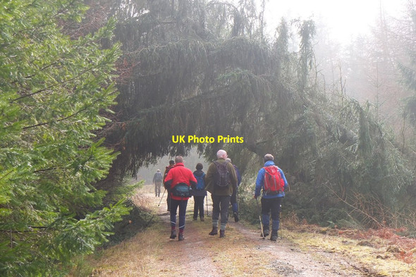 Photo 6"x4" Windthrown trees, White Rig Rigg c2015