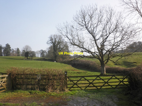 Photo 6"x4" Ash tree, Adscombe Adscombe c2015