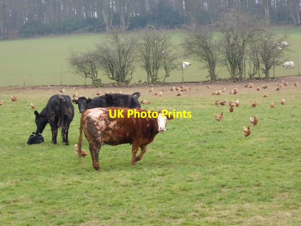Photo 6"x4" Cattle and chickens at Woodhead Farm Edenhall c2015