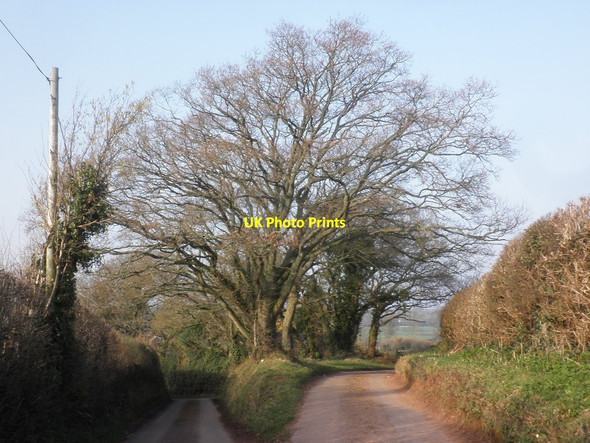 Photo 6"x4" Junction on Tuxwell Lane Lower Aisholt c2015