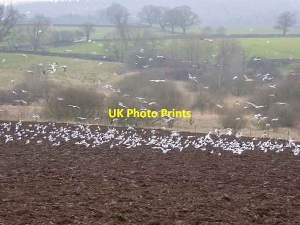 Photo 6"x4" Invasion of the gulls Edenhall c2015