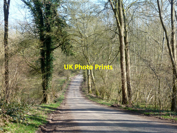 Photo 6"x4" Lodge Lane, Chute Forest Chute Cadley c2015