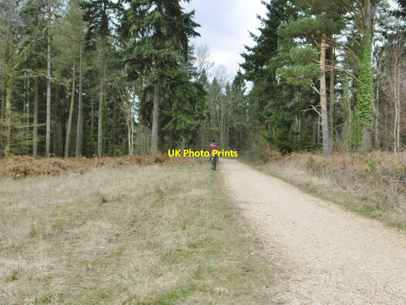 Photo 6"x4" Deerleap Inclosure, cycle route Ashurst\/SU3310 c2015