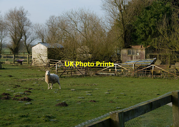 Photo 6"x4" Sheep at Newlands, North Frodingham North Frodingham c2015
