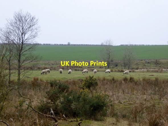 Photo 6"x4" Sheep on marshy ground near Sowyersteps Bridge Skirwith c2015